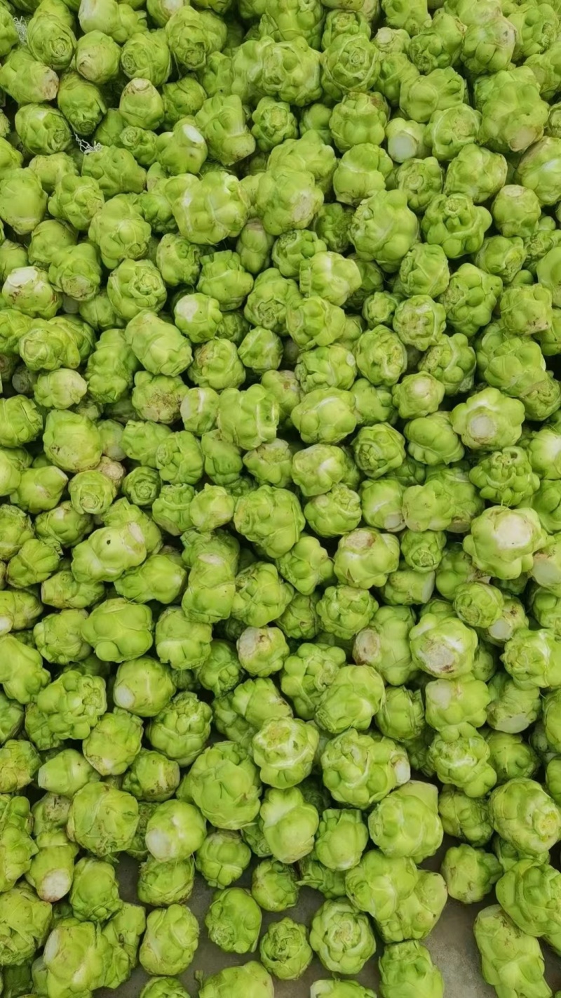 鲜榨菜大量上市中支持各种包装电商货市场货工厂货