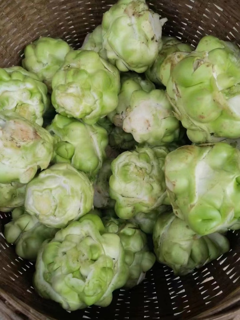 鲜榨菜大量上市中支持各种包装电商货市场货工厂货