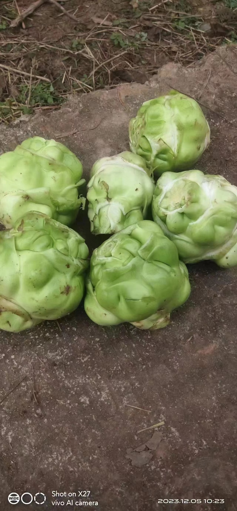 鲜榨菜大量上市中支持各种包装电商货市场货工厂货