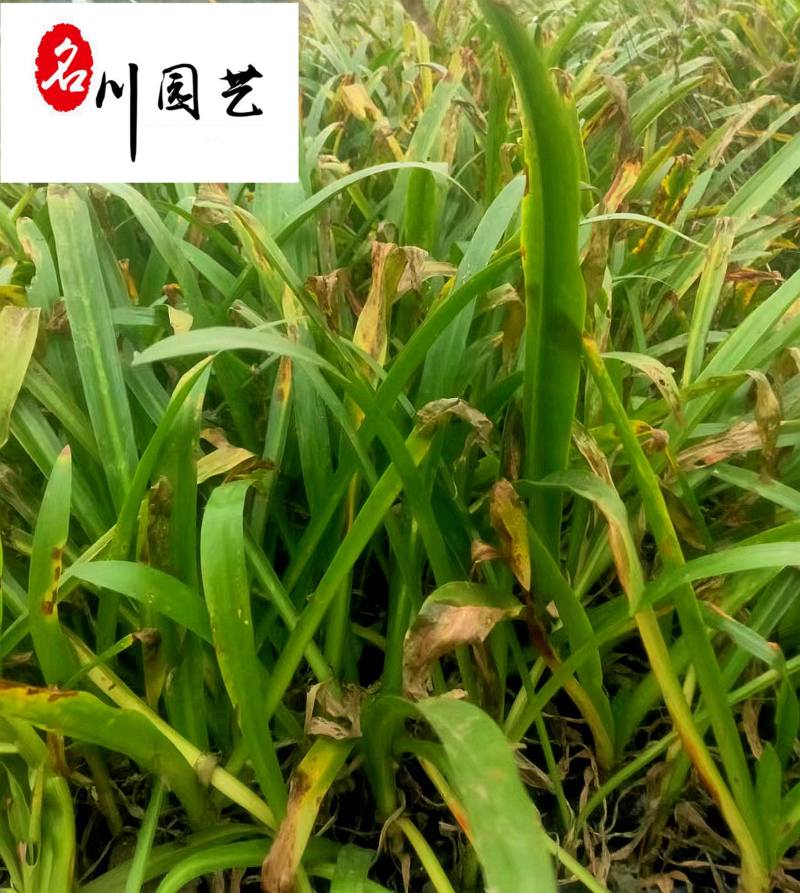 供应精品优质蜘蛛兰庭院小区园林绿化苗木蜘蛛兰产地批发