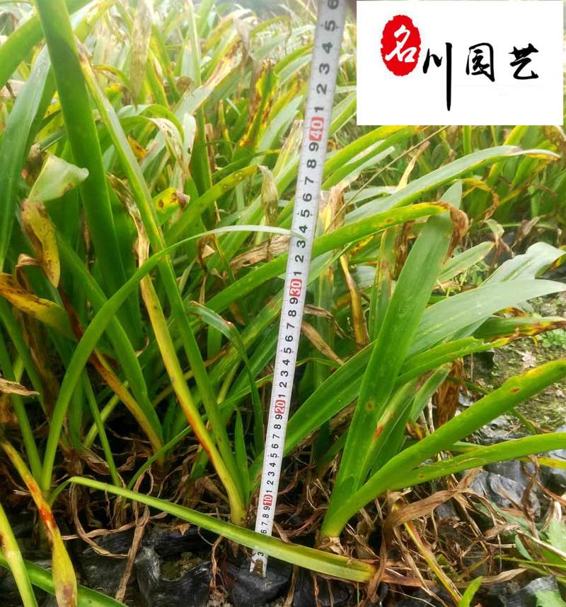 供应精品优质蜘蛛兰庭院小区园林绿化苗木蜘蛛兰产地批发