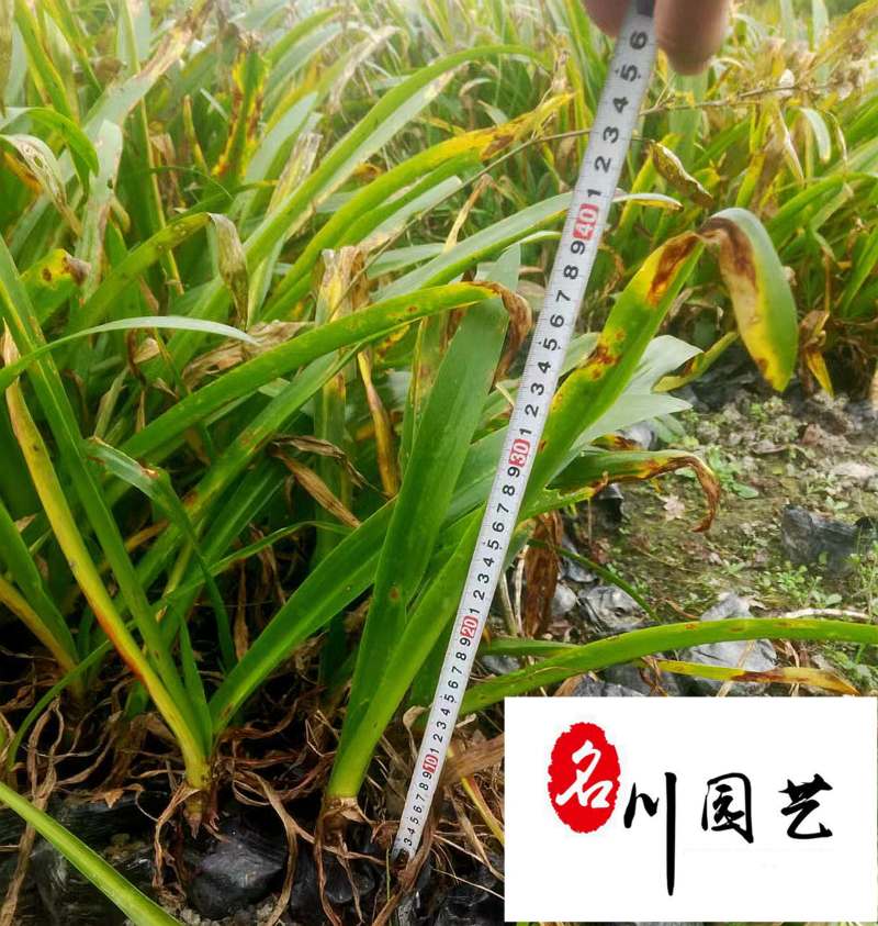 供应精品优质蜘蛛兰庭院小区园林绿化苗木蜘蛛兰产地批发