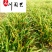 供应精品优质蜘蛛兰庭院小区园林绿化苗木蜘蛛兰产地批发