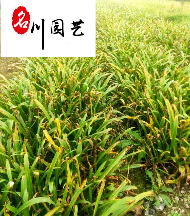 供应精品优质蜘蛛兰庭院小区园林绿化苗木蜘蛛兰产地批发
