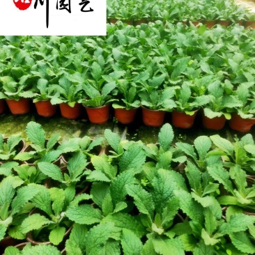 毛地黄苗木基地自产自销花境花坛园林绿化花卉优惠批发价