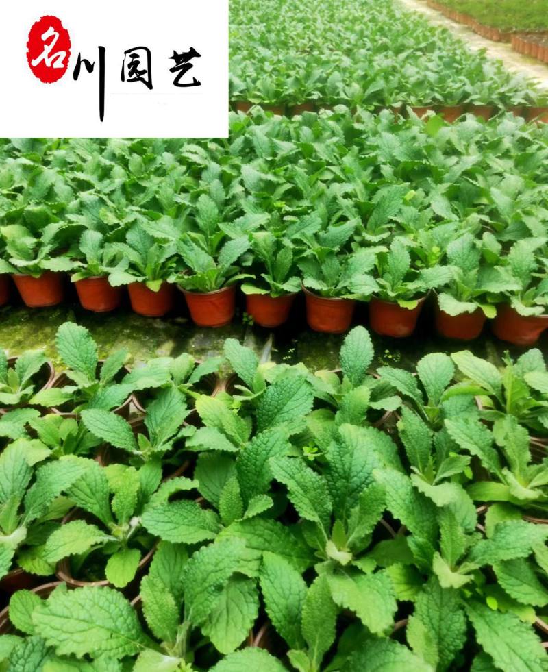 毛地黄苗木基地自产自销花境花坛园林绿化花卉优惠批发价