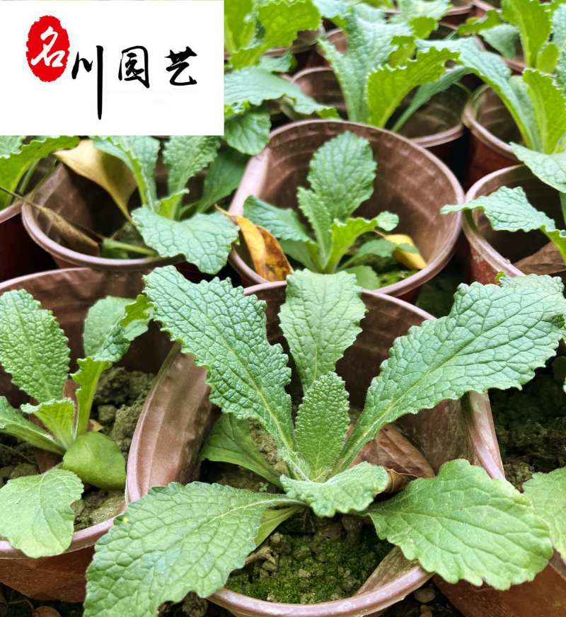 毛地黄苗木基地自产自销花境花坛园林绿化花卉优惠批发价