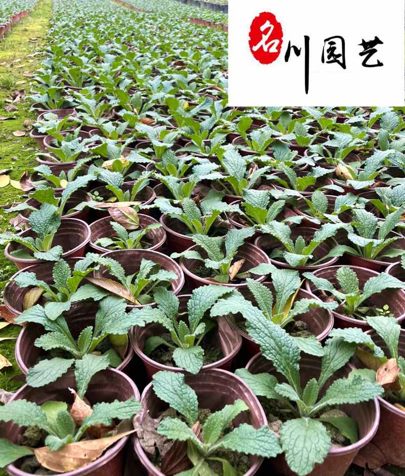 毛地黄苗木基地自产自销花境花坛园林绿化花卉优惠批发价