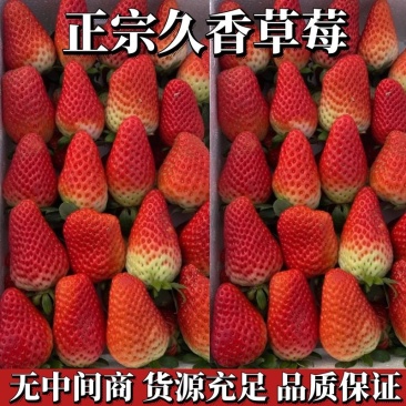 【草莓】正宗久香草莓山东草莓现摘现发品质保证欢迎咨询