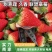 【草莓】甜查理草莓联盟草莓久香草莓品种齐全大量供应