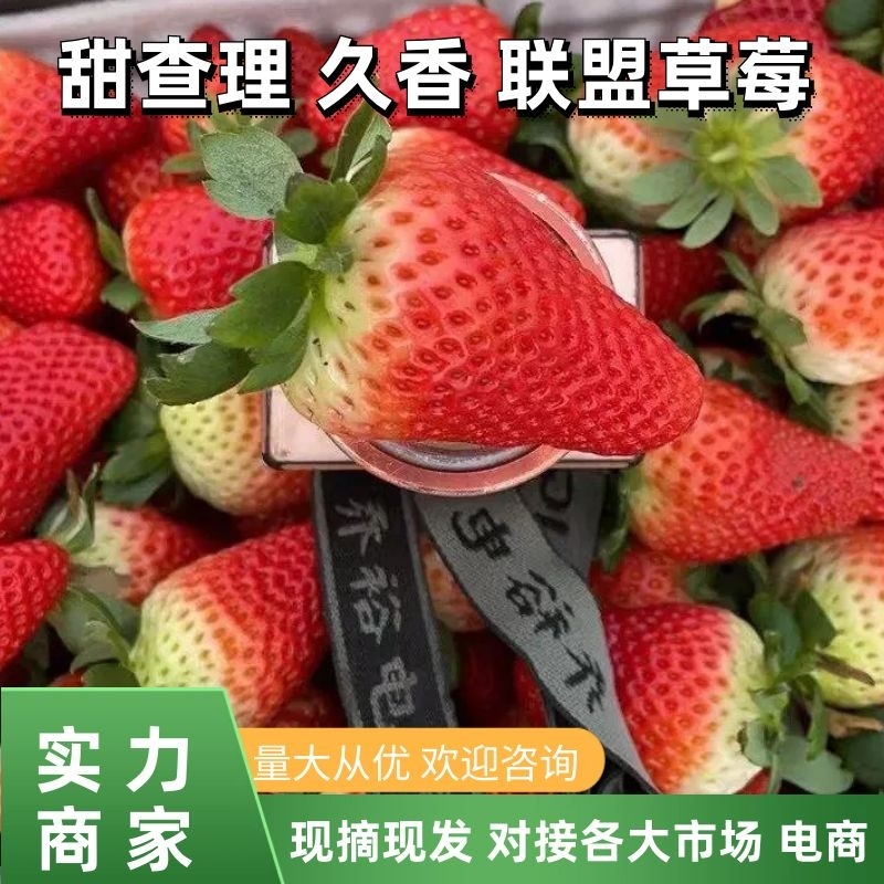 【草莓】甜查理草莓联盟草莓久香草莓品种齐全大量供应