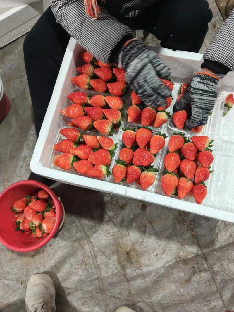 【草莓】正宗久香草莓山东草莓现摘现发品质保证欢迎咨询