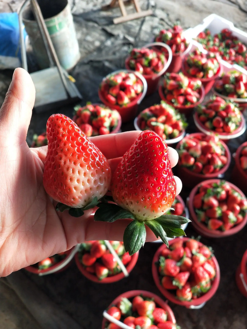 【草莓】甜查理草莓联盟草莓久香草莓品种齐全大量供应