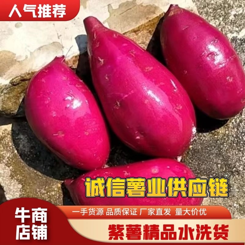 【荐】紫薯精品水洗椭圆水洗电商货档口货量大从优承接各平台