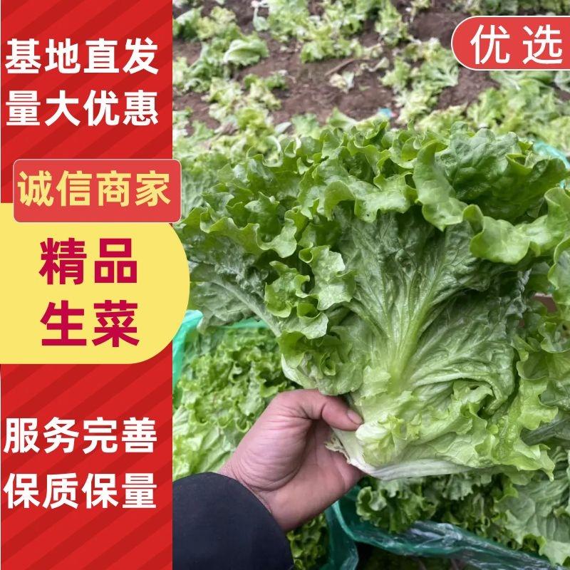 生菜散叶生菜大量供应中品质保障对接商超市场批发等