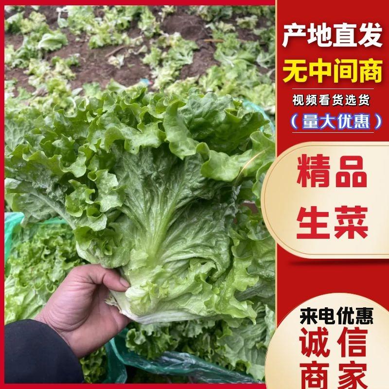 河北唐山精品生菜散叶生菜品质保障量大优惠对接商超等