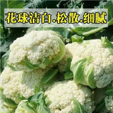 白花郎松花菜种子西兰花菜种籽产量耐寒热四季可种植