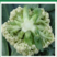 白花郎松花菜种子西兰花菜种籽产量耐寒热四季可种植