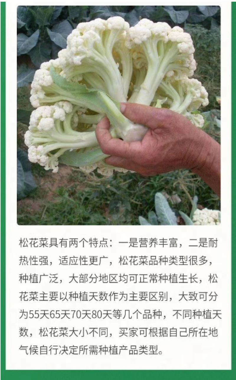 白花郎松花菜种子西兰花菜种籽产量耐寒热四季可种植