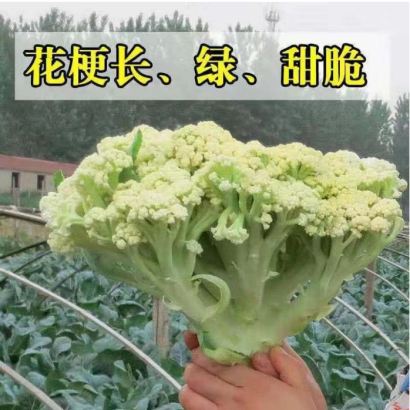 白花郎松花菜种子西兰花菜种籽产量耐寒热四季可种植