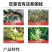 奥丰20亿哈茨木霉菌快速生根抗重茬抑菌防病农用微生物菌剂