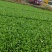 【精品小白菜】四川产地直供一手货源质量保证量大优惠