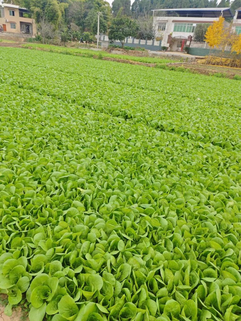 【精品小白菜】四川产地直供一手货源质量保证量大优惠