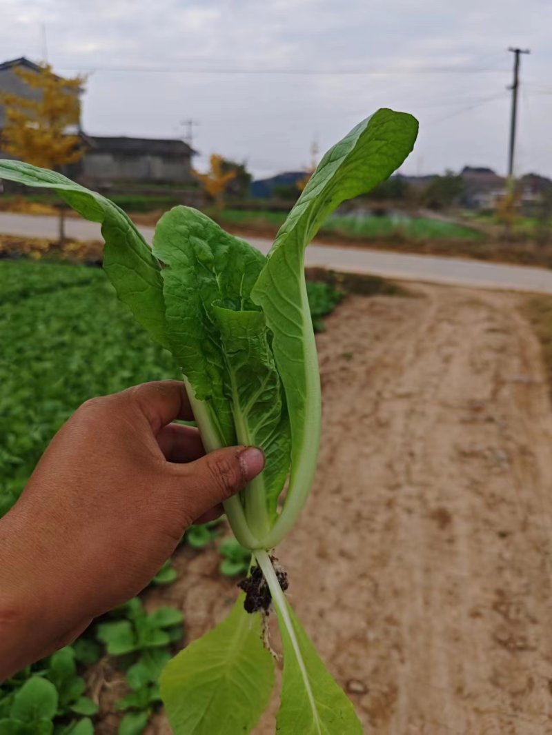 【精品小白菜】四川产地直供一手货源质量保证量大优惠