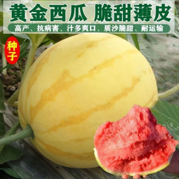 红太阳西瓜种子,大红瓤,黄皮西瓜种子