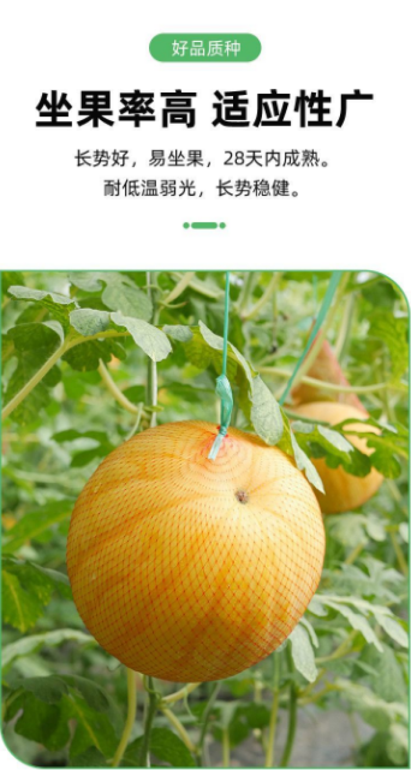 红太阳西瓜种子,大红瓤,黄皮西瓜种子