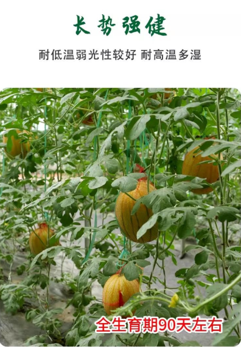红太阳西瓜种子,大红瓤,黄皮西瓜种子