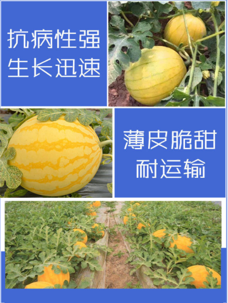红太阳西瓜种子,大红瓤,黄皮西瓜种子