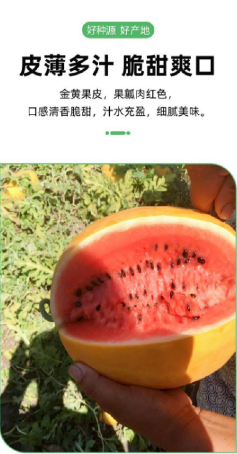 红太阳西瓜种子,大红瓤,黄皮西瓜种子