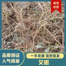 【精选】河南优质艾草根基地直发价格优惠可长期合作欢迎来电