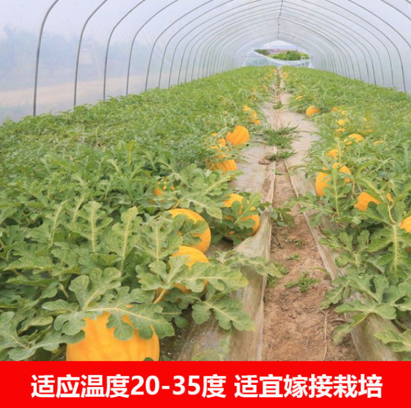 红太阳西瓜种子,大红瓤,黄皮西瓜种子