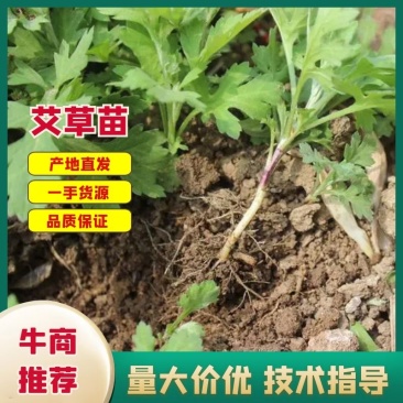 艾草苗成活率高种植基地大量有货欢迎老板电话联系