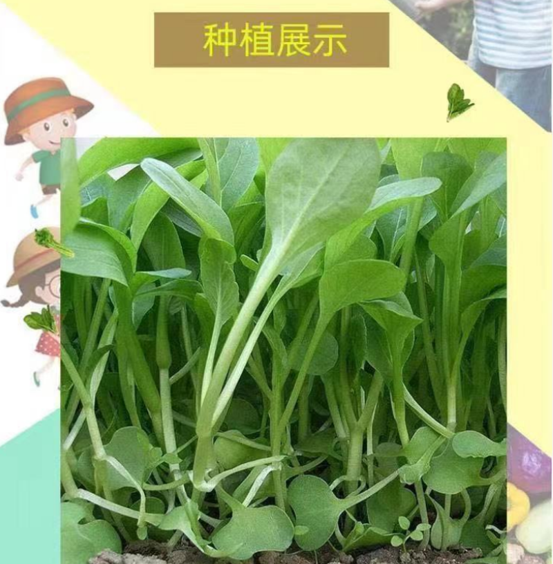 鸡毛菜种子25天易种青菜菜种籽大全蔬菜种子阳台盆栽小白菜