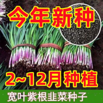 紫根红韭菜种子韭菜籽韭菜种籽紫根红根宽叶大叶耐热耐寒产量