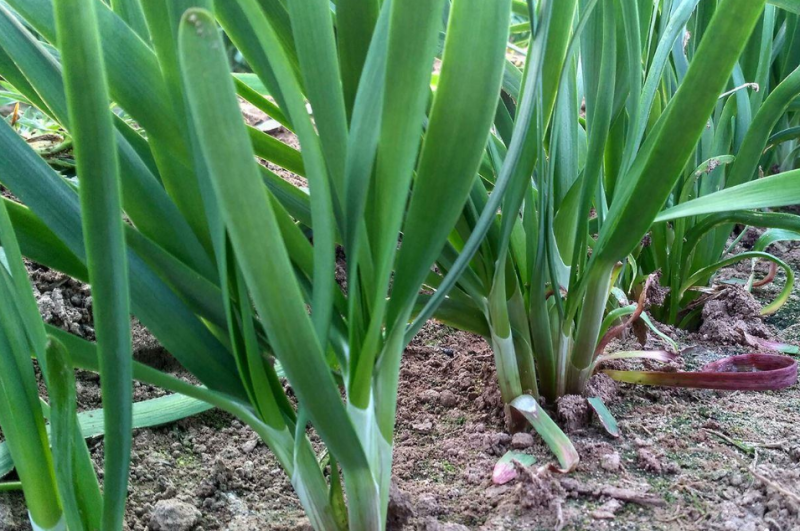 紫根红韭菜种子韭菜籽韭菜种籽紫根红根宽叶大叶耐热耐寒产量