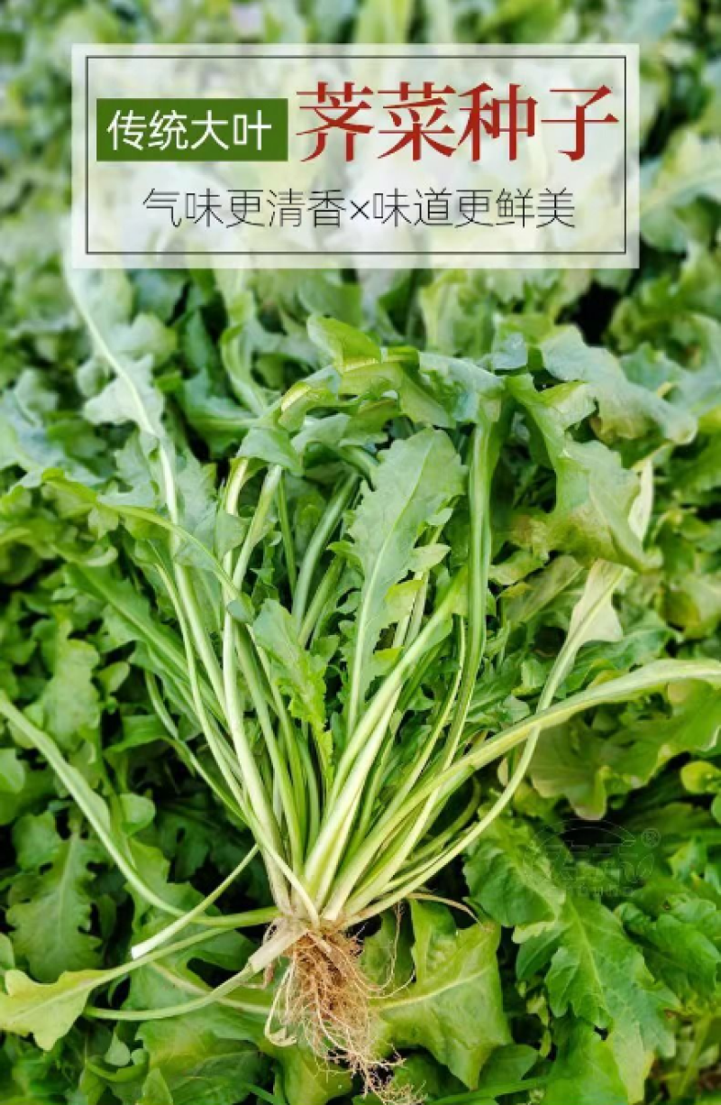 荠菜种子纯野生黄花菜种四季播菜籽农家庭院阳台盆栽蔬菜有机