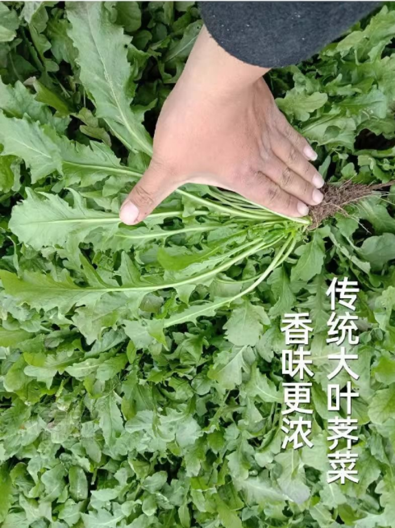 荠菜种子纯野生黄花菜种四季播菜籽农家庭院阳台盆栽蔬菜有机