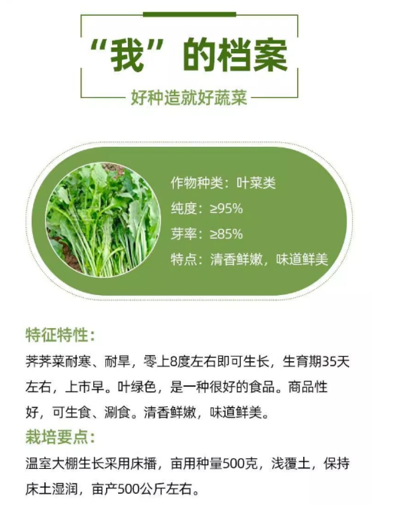 荠菜种子纯野生黄花菜种四季播菜籽农家庭院阳台盆栽蔬菜有机