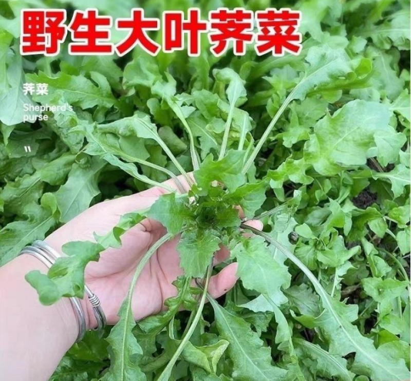 荠菜种子纯野生黄花菜种四季播菜籽农家庭院阳台盆栽蔬菜有机