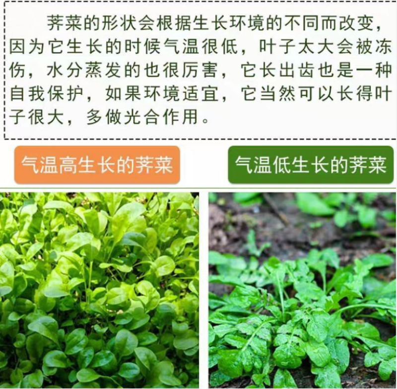 荠菜种子纯野生黄花菜种四季播菜籽农家庭院阳台盆栽蔬菜有机