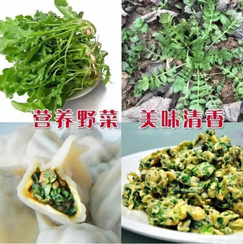 荠菜种子纯野生黄花菜种四季播菜籽农家庭院阳台盆栽蔬菜有机