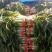 山东临沂红尖叶莴笋大量有货，品质保证，欢迎来电采购