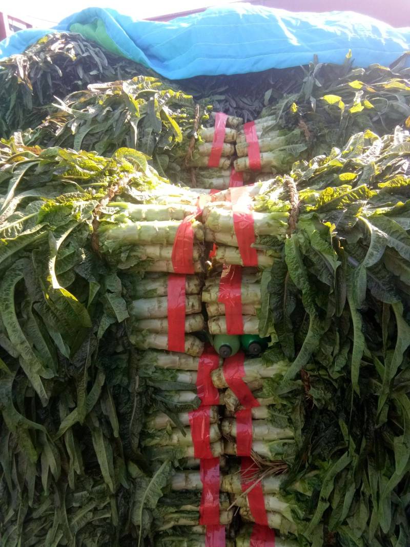 山东临沂红尖叶莴笋大量有货，品质保证，欢迎来电采购