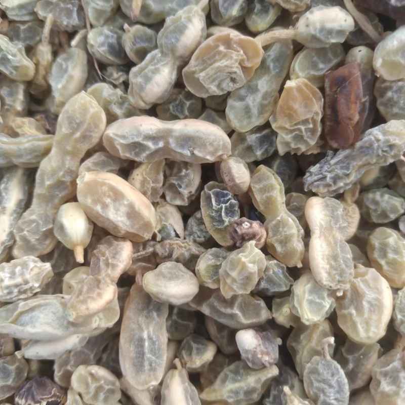 【槐角】甘肃产地直供质量保证货源充足量大优惠欢迎订购