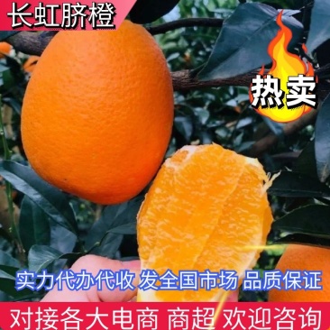 【橙子】正宗长虹脐橙湖北脐橙现摘现发量大从优欢迎咨询