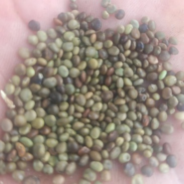 【甘草种子】甘肃基地直发质量保证货源充足量大优惠